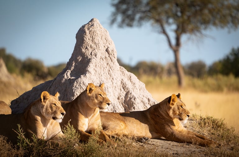 trois lionnes sur une termitière