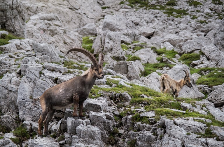 Coppia di stambecchi maschio e femmina in ambiente roccioso