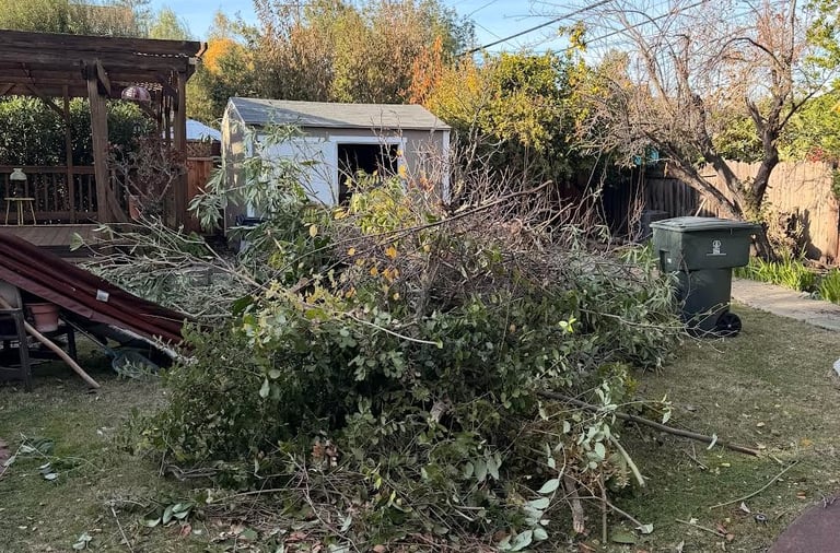 Professional yard waste cleanup in San Francisco 94118 & Novato.