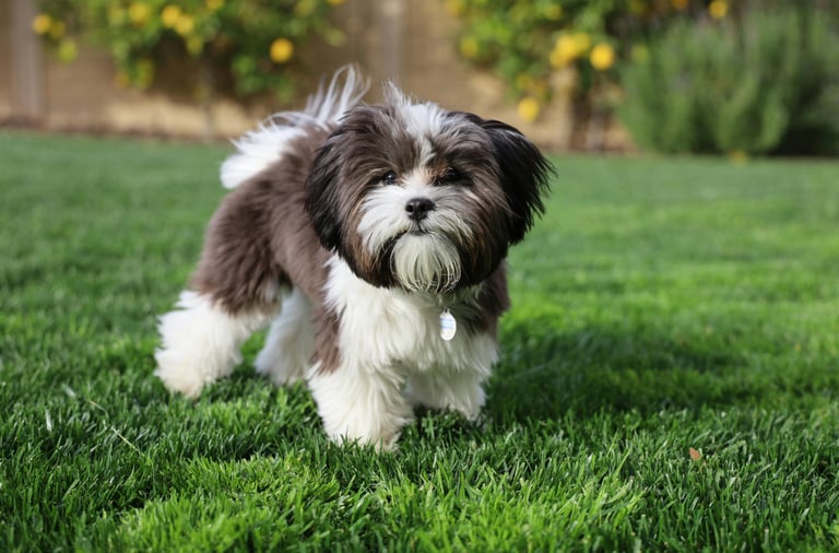shith tzu