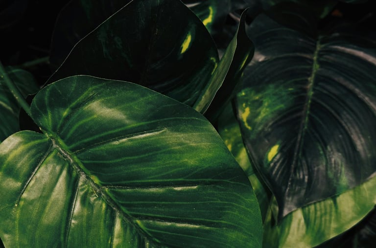 Mature Epipremnum aureum leaves