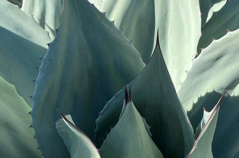 Blue Agave plant