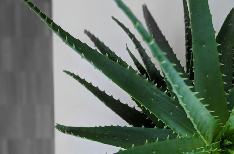 Aloe Vera plant close up