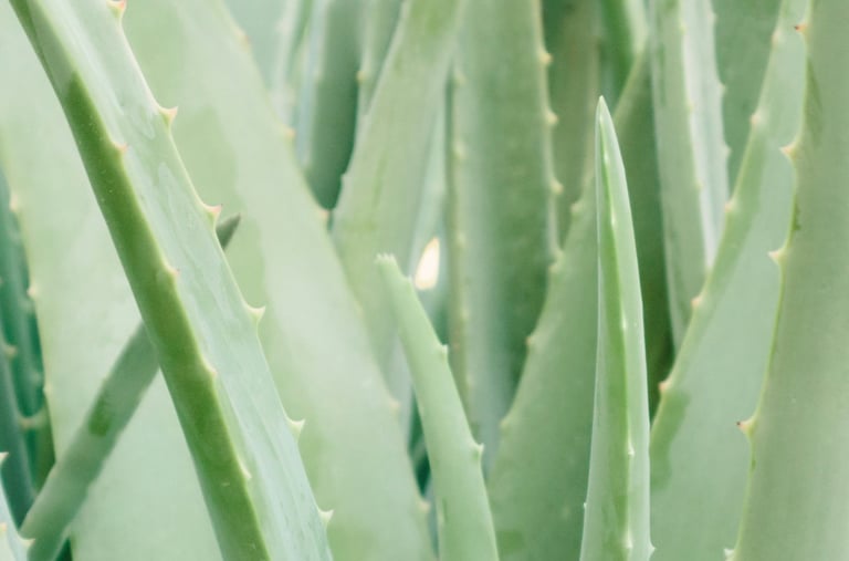 Aloe Vera plant