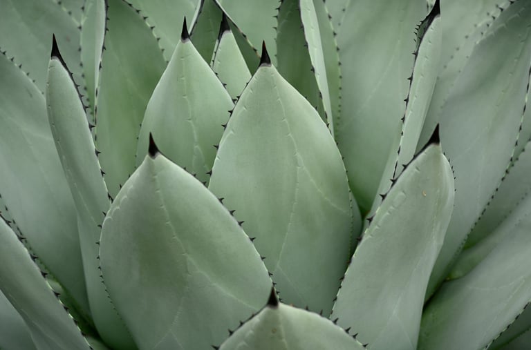 Agave Mescal plant