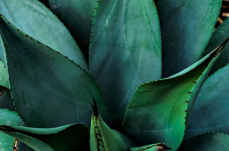 Agave salmiana Ferox plant