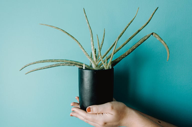 Aloe plant