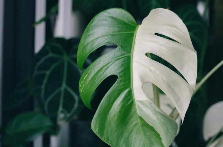 Semi-mature Monstera Albo Variegata leaf