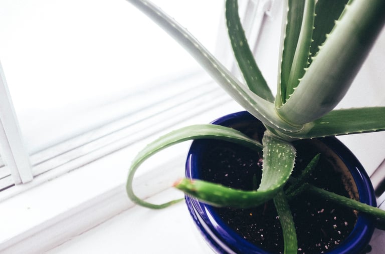 Aloe Vera