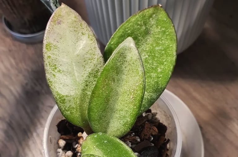 Hoya Nova Ghost