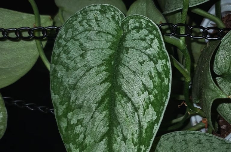 Scindapsus Silver Splash