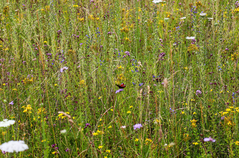 Minett natuurreservaat