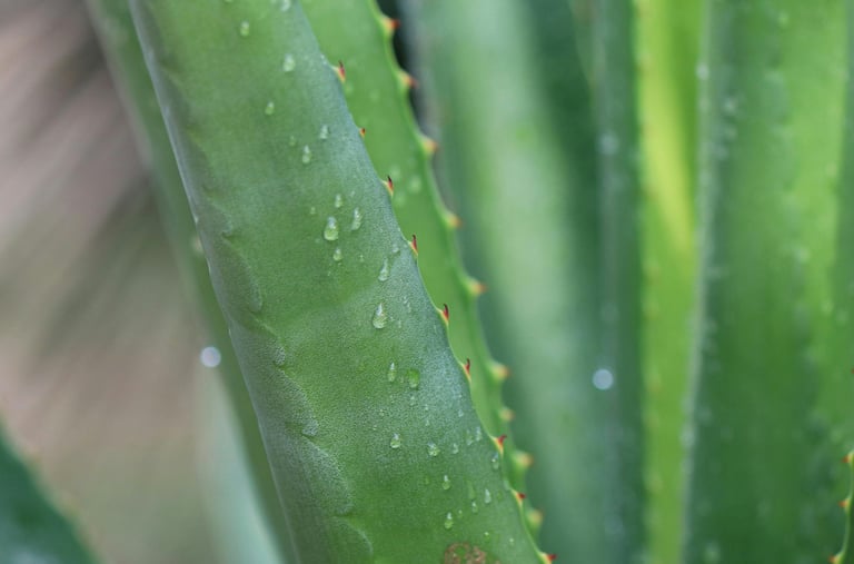 Aloe plant