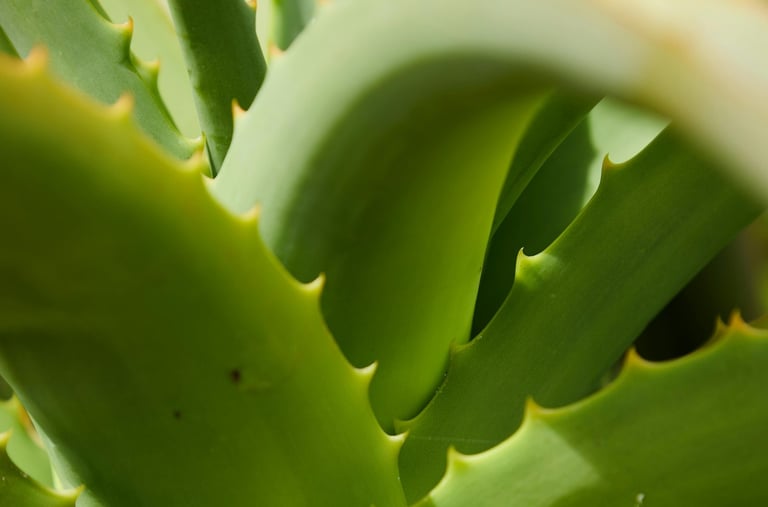 Aloe plant