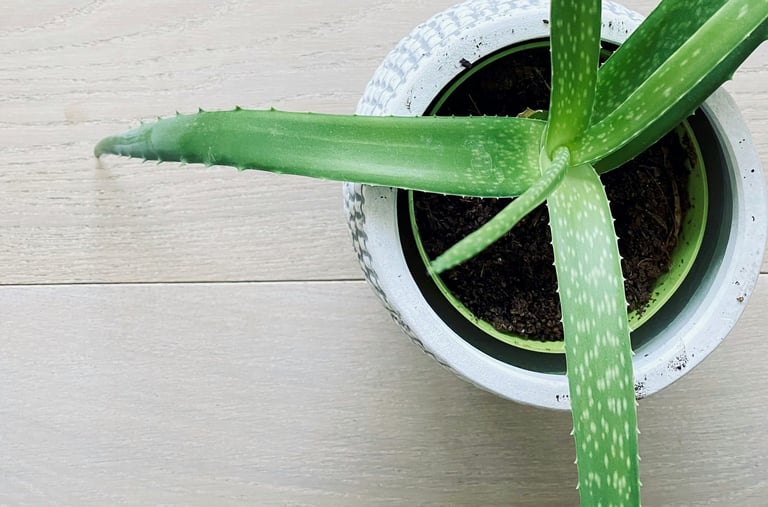 Aloe houseplant