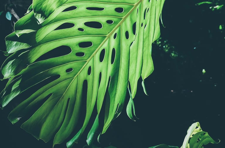 Mature Monstera deliciosa leaf