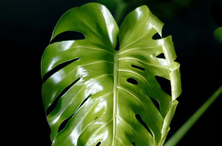 Unfurling leaf on Monstera deliciosa