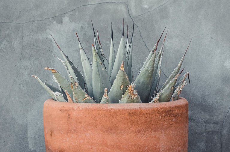 Agave parryi Huachusensis