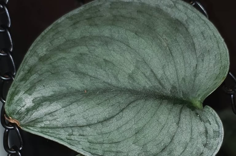 Scindapsus Silver Cloud