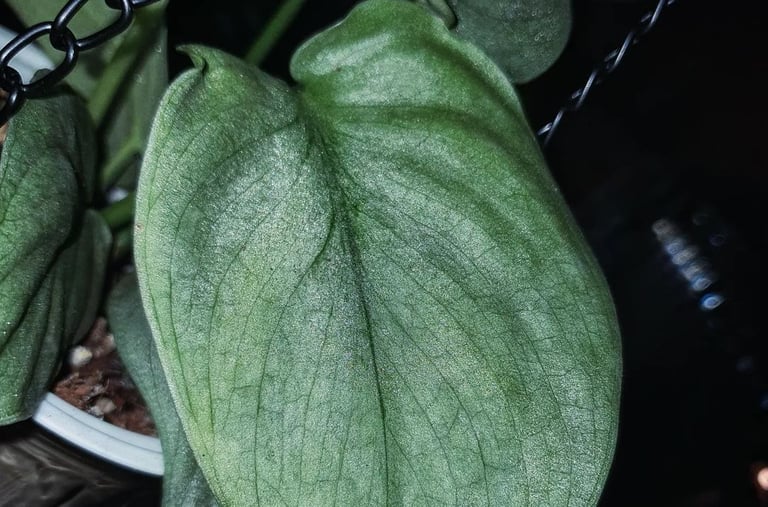 Scindapsus Silver Hero, otherwise known as Scindapsus Platinum