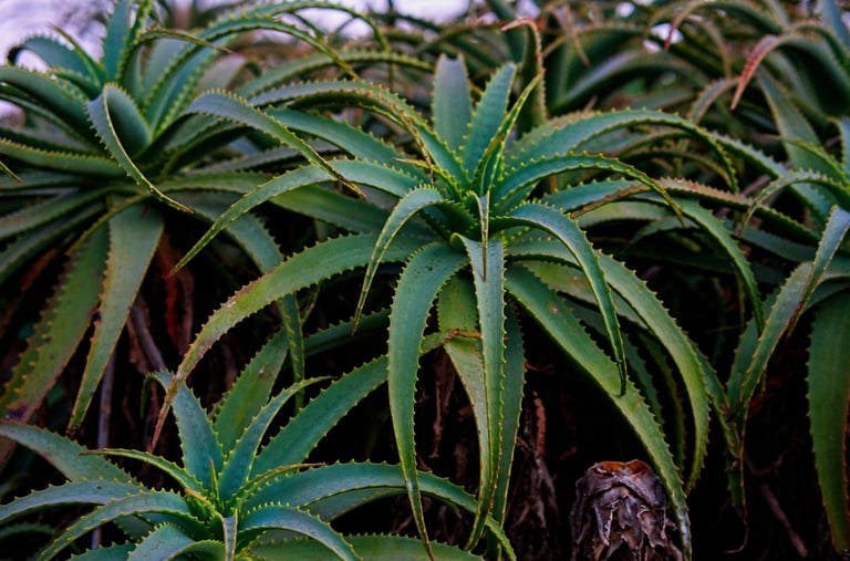 Aloe Vera plant