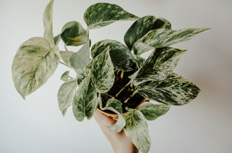 Epipremnum aureum Marble Queen