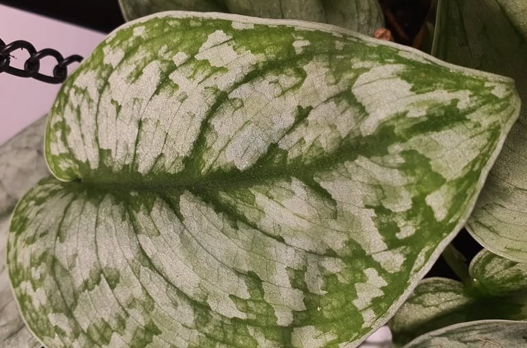 Scindapsus Silver Splash