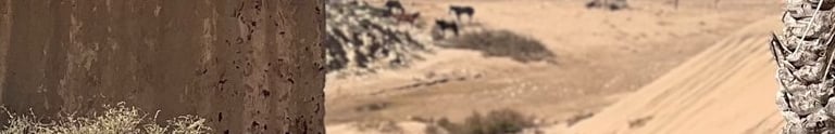 palmiers, dunes et plage dans la campagne marocaine