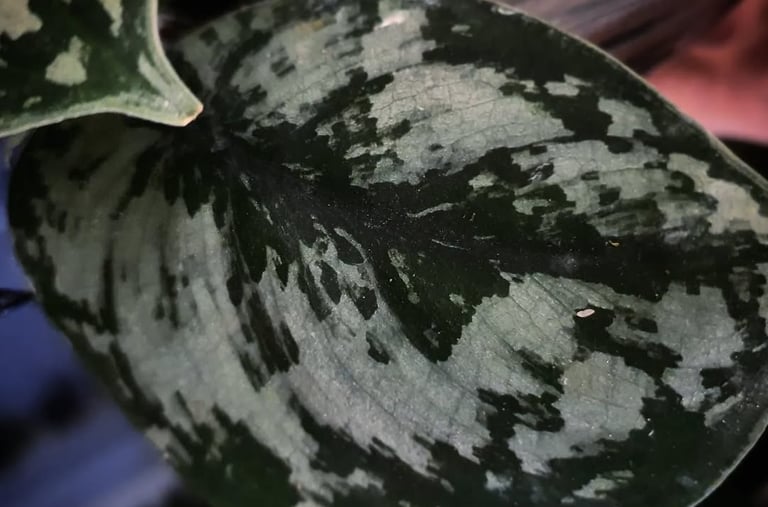 Scindapsus Silver Queen