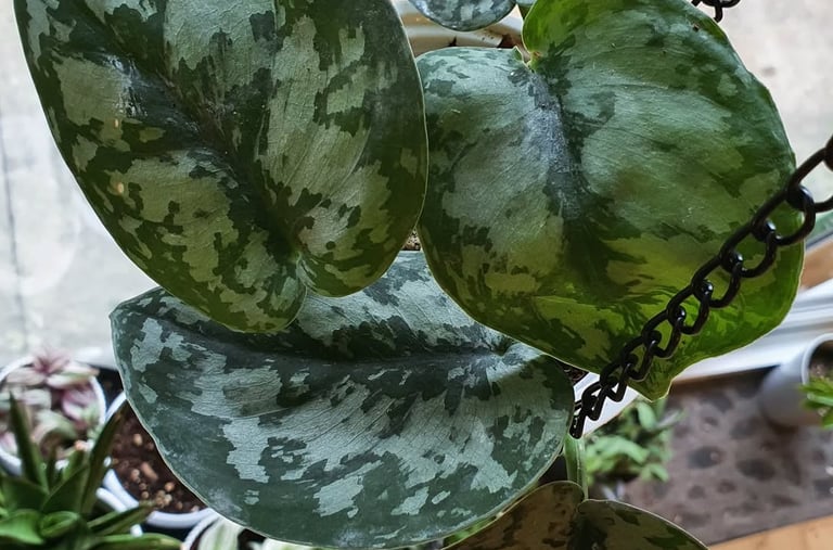Scindapsus Silver Queen