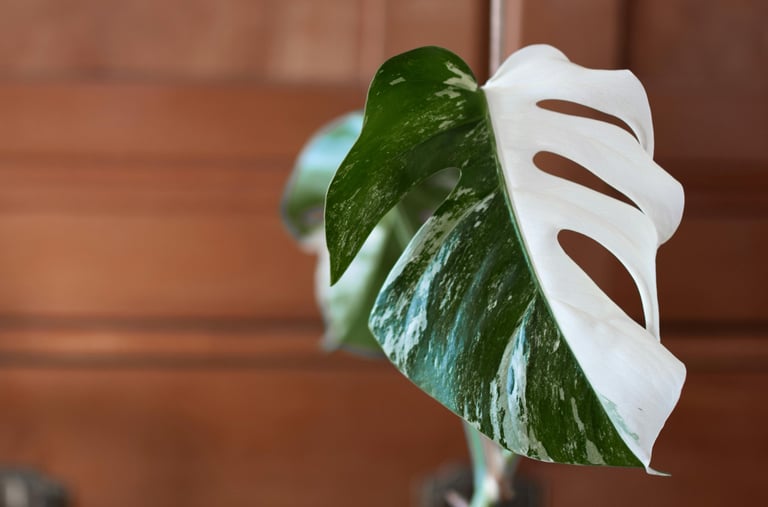 Half moon Monstera Albo Variegata