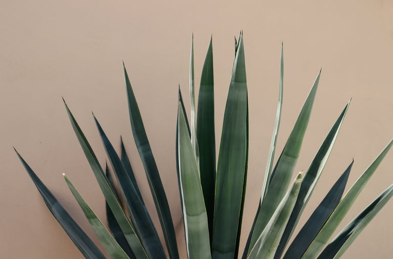 Blue Agave tequilana plant