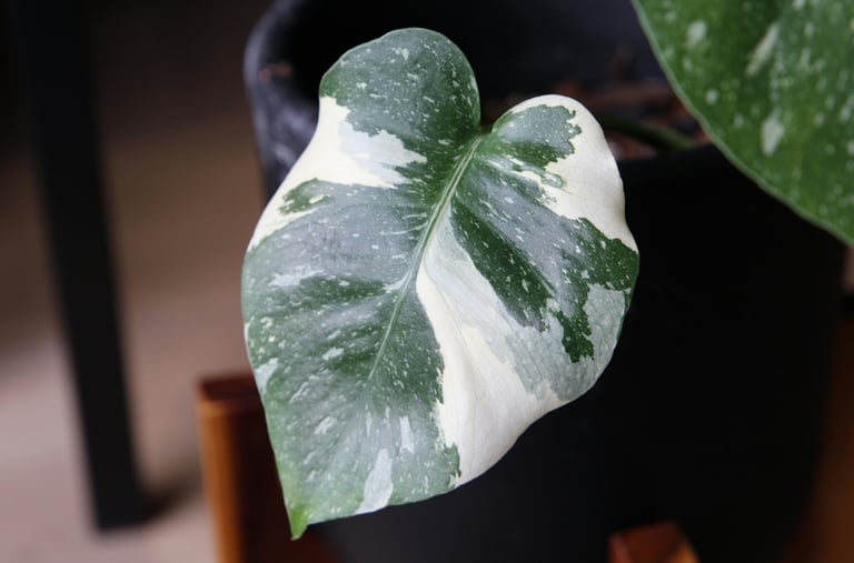Juvenile Monstera Albo Variegata leaf