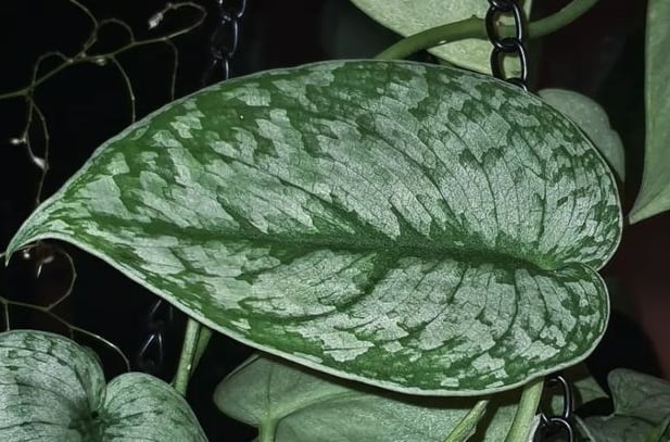 Scindapsus Silver Cloud