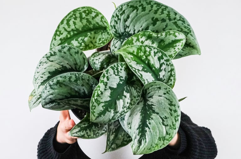 Scindapsus Exotica