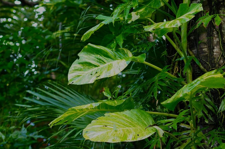 Mature Epipremnum aureum Hawaiian growing up a tree trunk in the wild