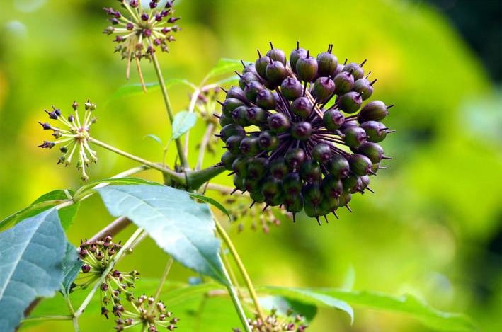 Siberian ginseng