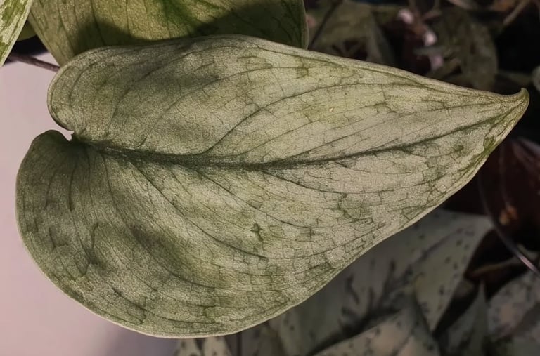 Scindapsus Silver Hero