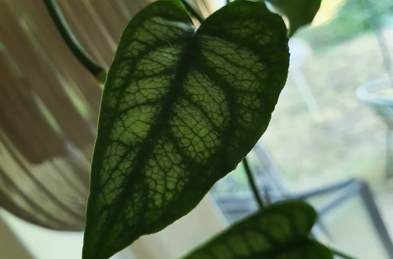 Monstera siltepecana