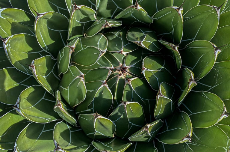 Agave Queen Victoria plant
