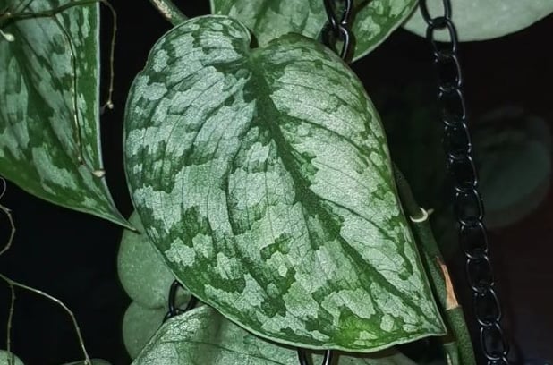 Scindapsus Silver Cloud