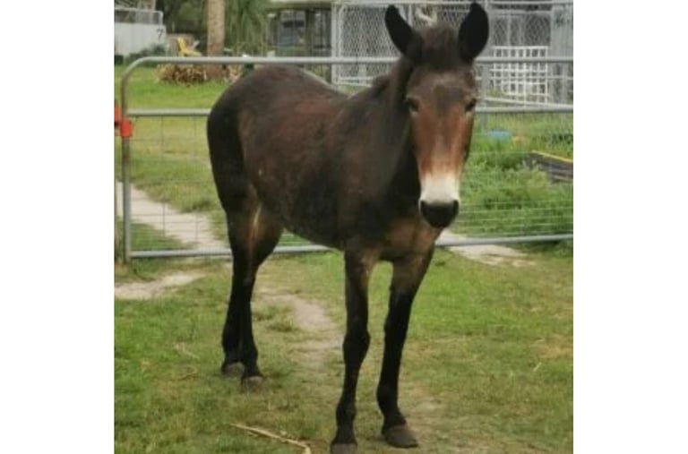 a mule with a white nose