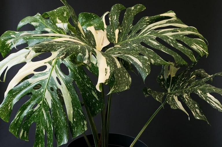 Mature Monstera Thai Constellation with splits, and holes