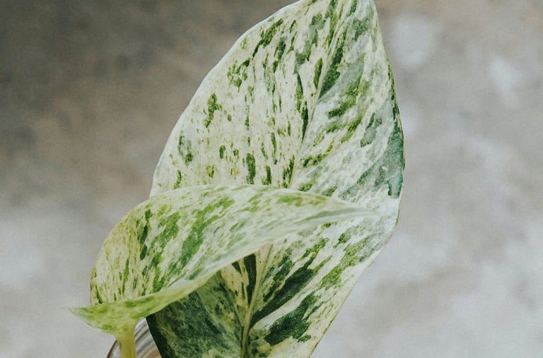 Epipremnum Marble Queen