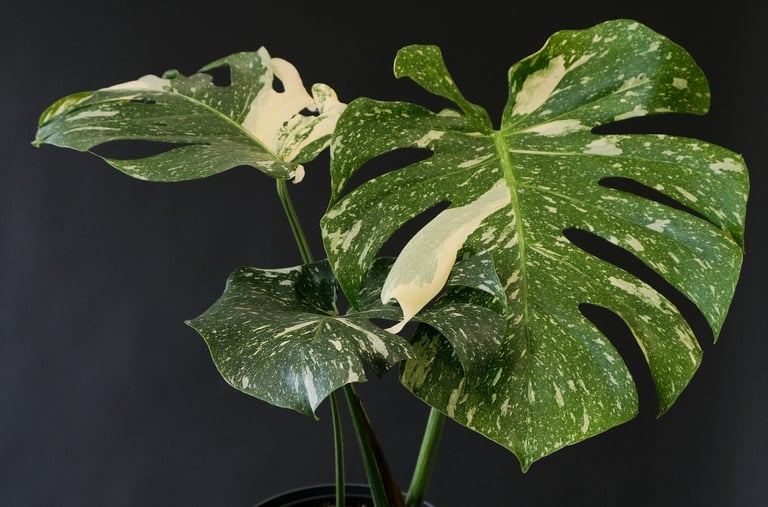 Young Monstera Thai Constellation