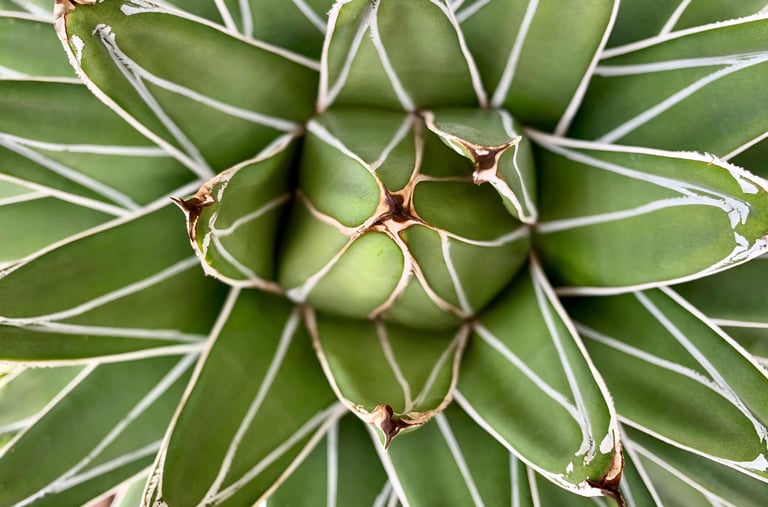Agave victoriae-reginae plant