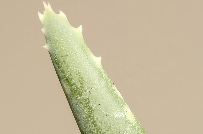 Aloe Vera spikes close up