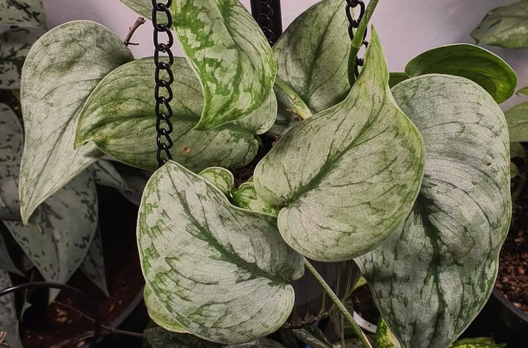 Scindapsus Silver Cloud
