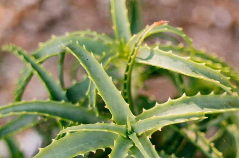 Aloe plant