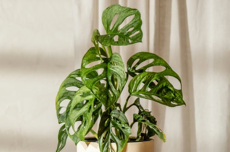 Monstera adansonii European mint